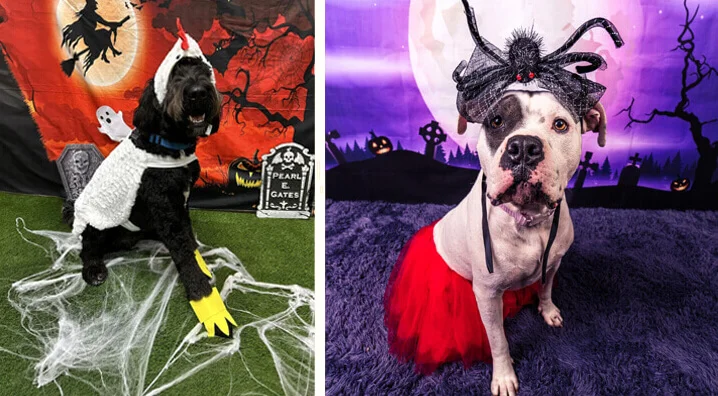 Dressing up your dog can bring endless smiles and great photo ops, but a great costume should never come at the expense of your pup’s health or mobility