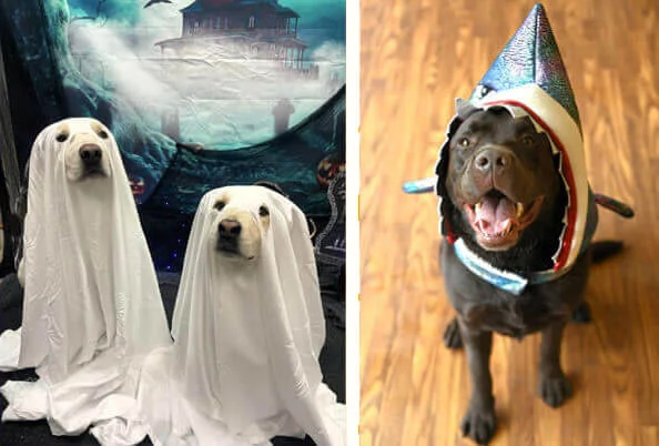 Not every pup enjoys the loud noises, strange costumes, and constant door-knocking that come with Halloween night. If the festivities cause your dog stress or anxiety, consider dog daycare or overnight boarding at your local Camp Bow Wow