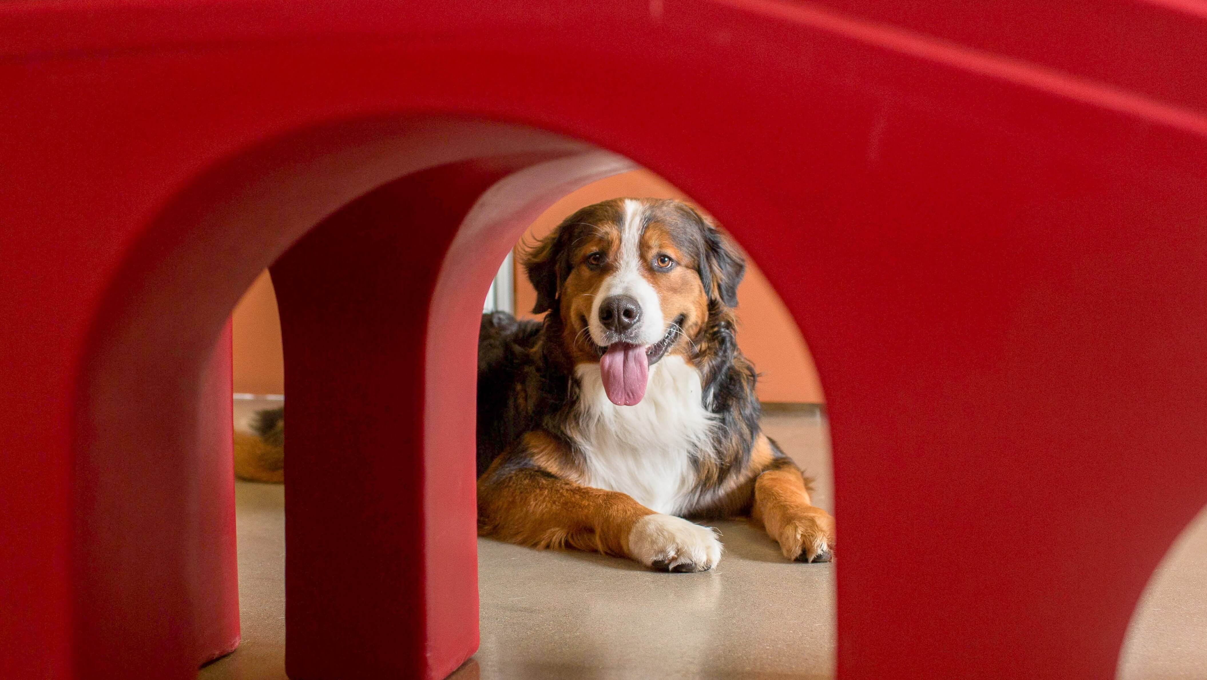 Camp Bow Wow Agoura Hills National Dog Day Camp Bow Wow