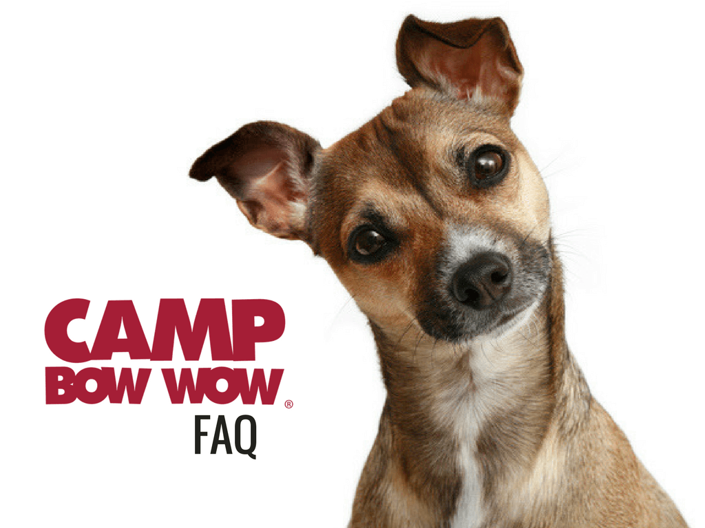 download camp bow wow east