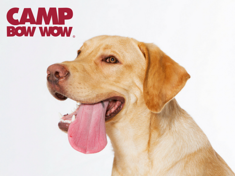 download campbowwow golden download campbowwow golden
