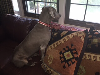 Logan Looking Out Window