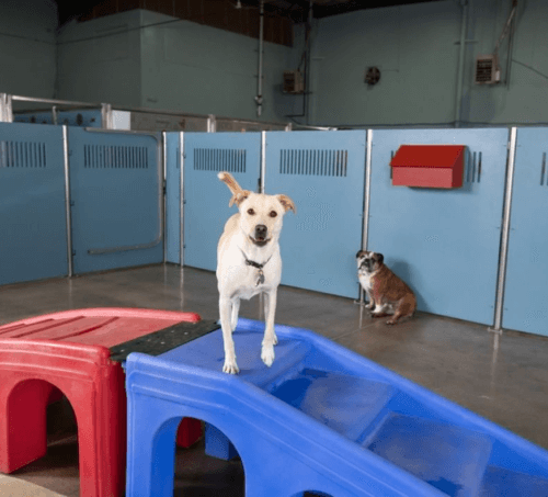 Camp bow wow sales services