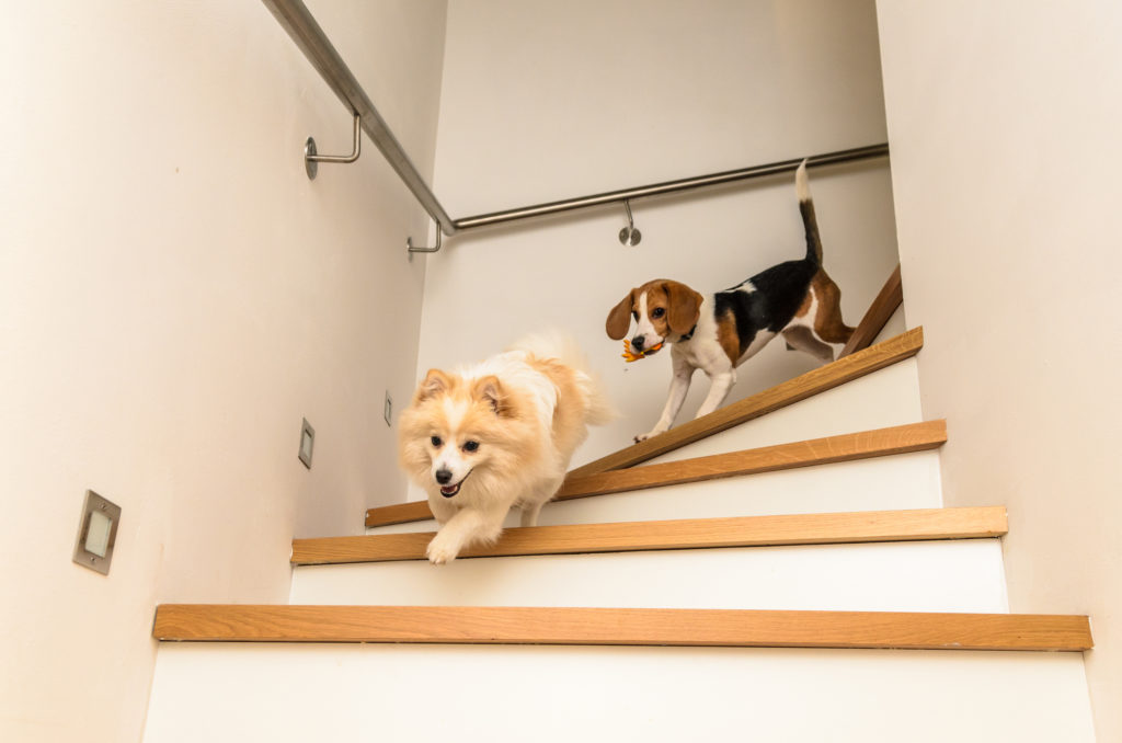 Illustration of Indoor Hazards For Dogs