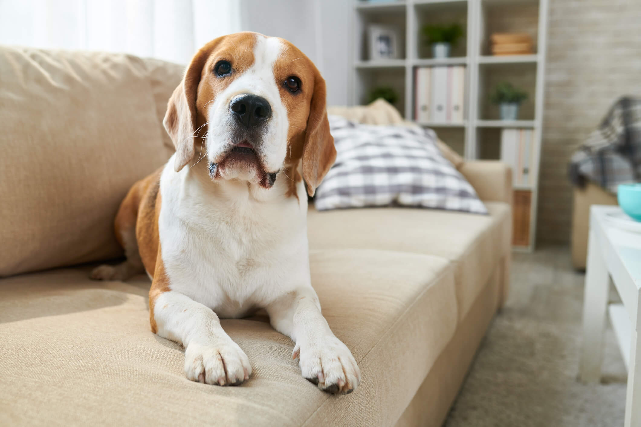 Dog laying on couch