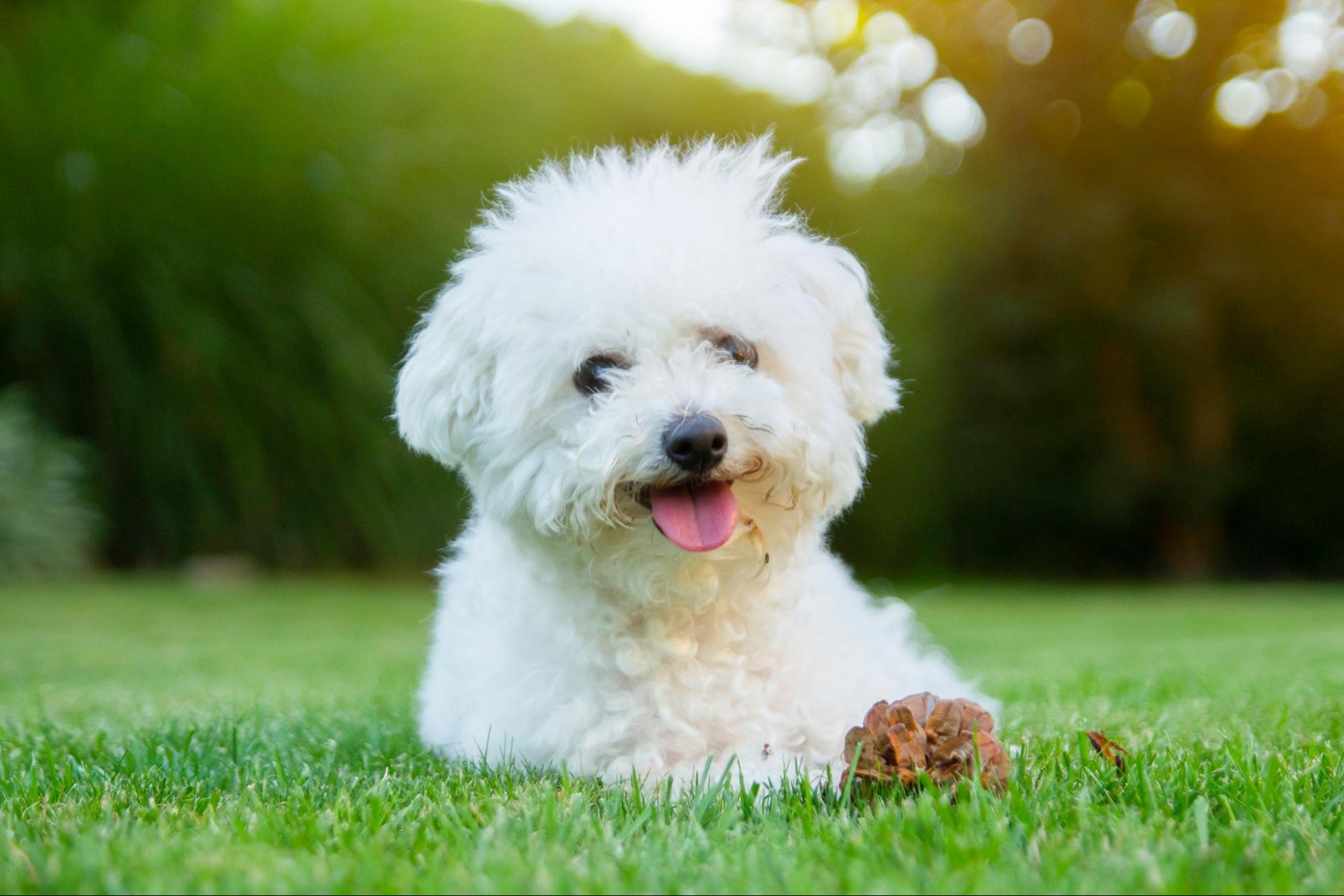 Poodle Bichon Frise Best Dog For For Allergies 40 Dogs That Don't