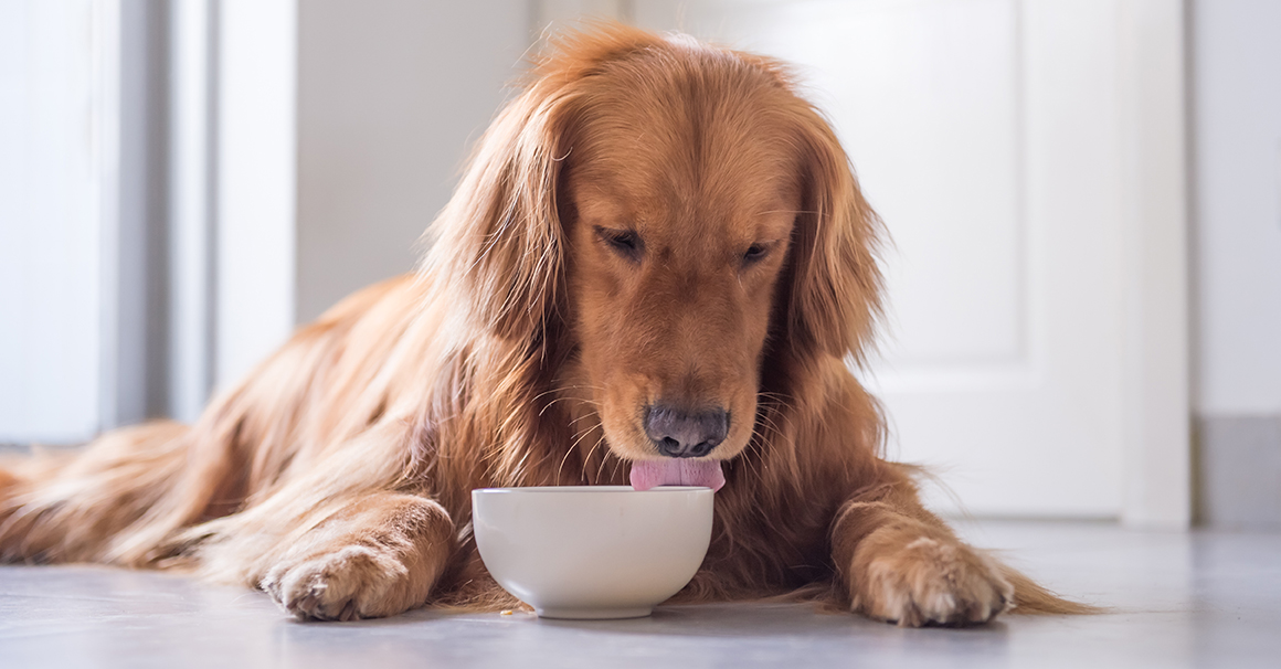 Chicken noodle soup for dogs discount