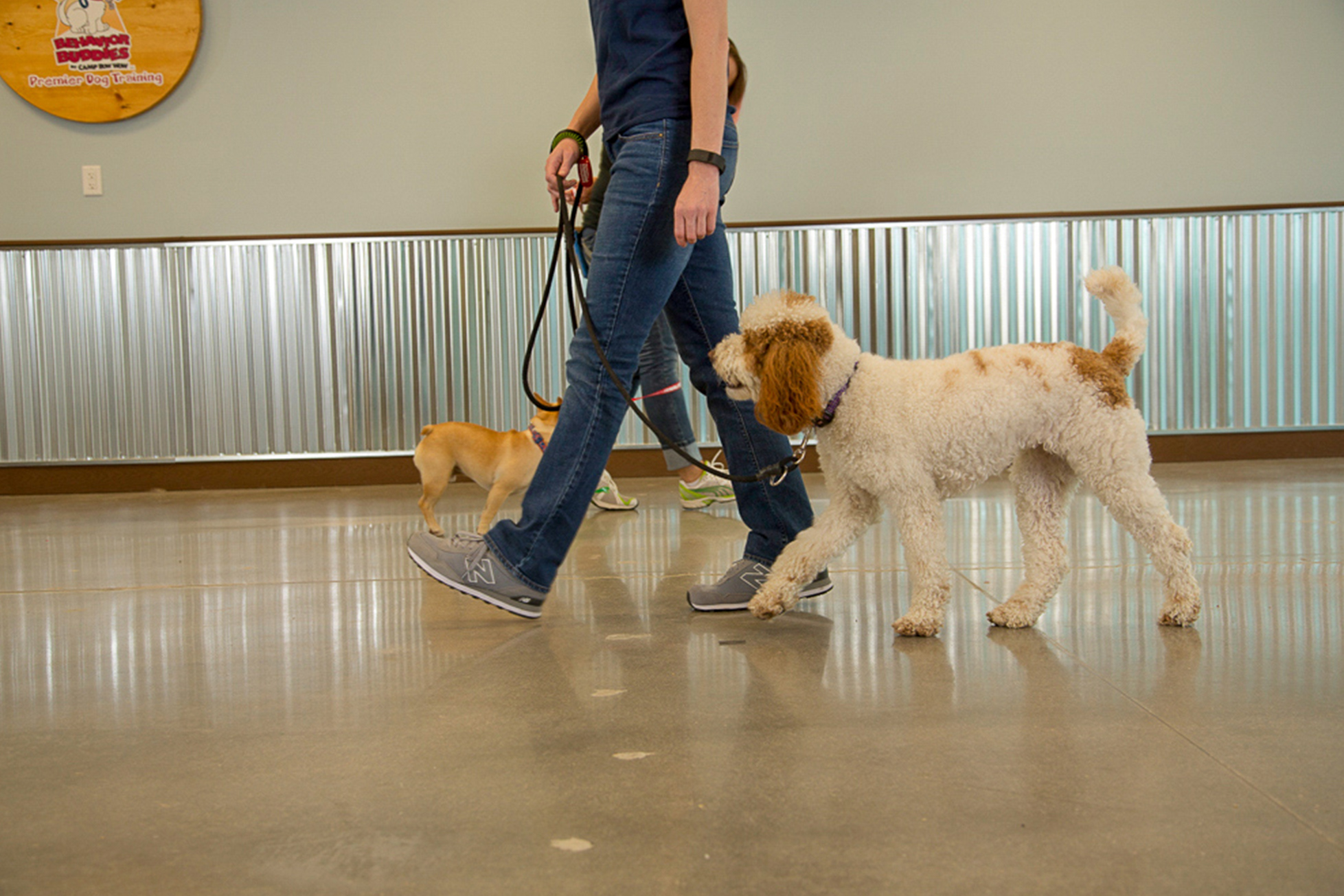 camp bow wow training