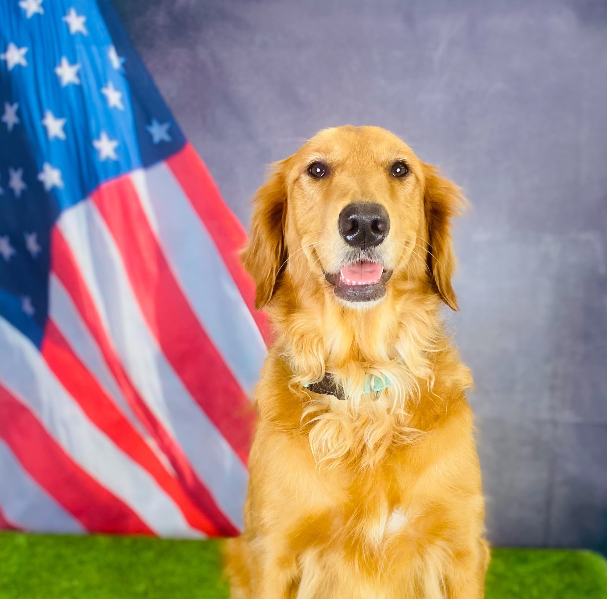 golden retriever with American flag