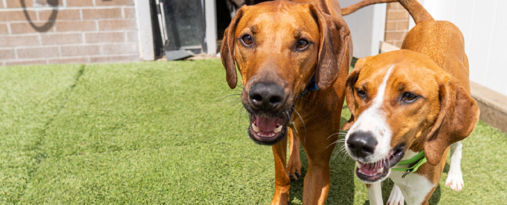 Camp Bow Wow Tri Valley / Livermore