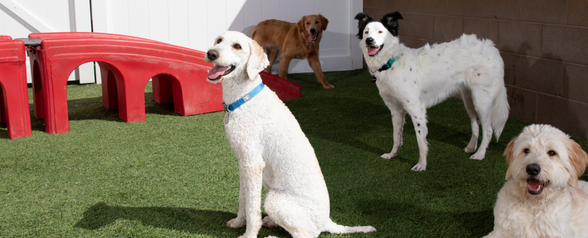Camp Bow Wow Prairieville