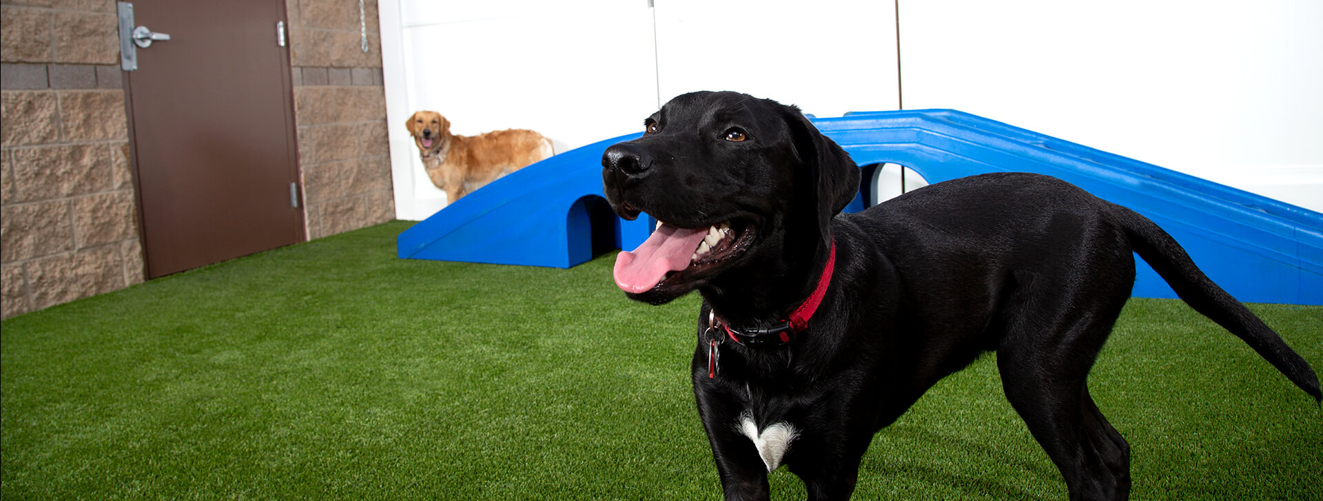 Matthews Dog Care Services Dog Day Care in Matthews