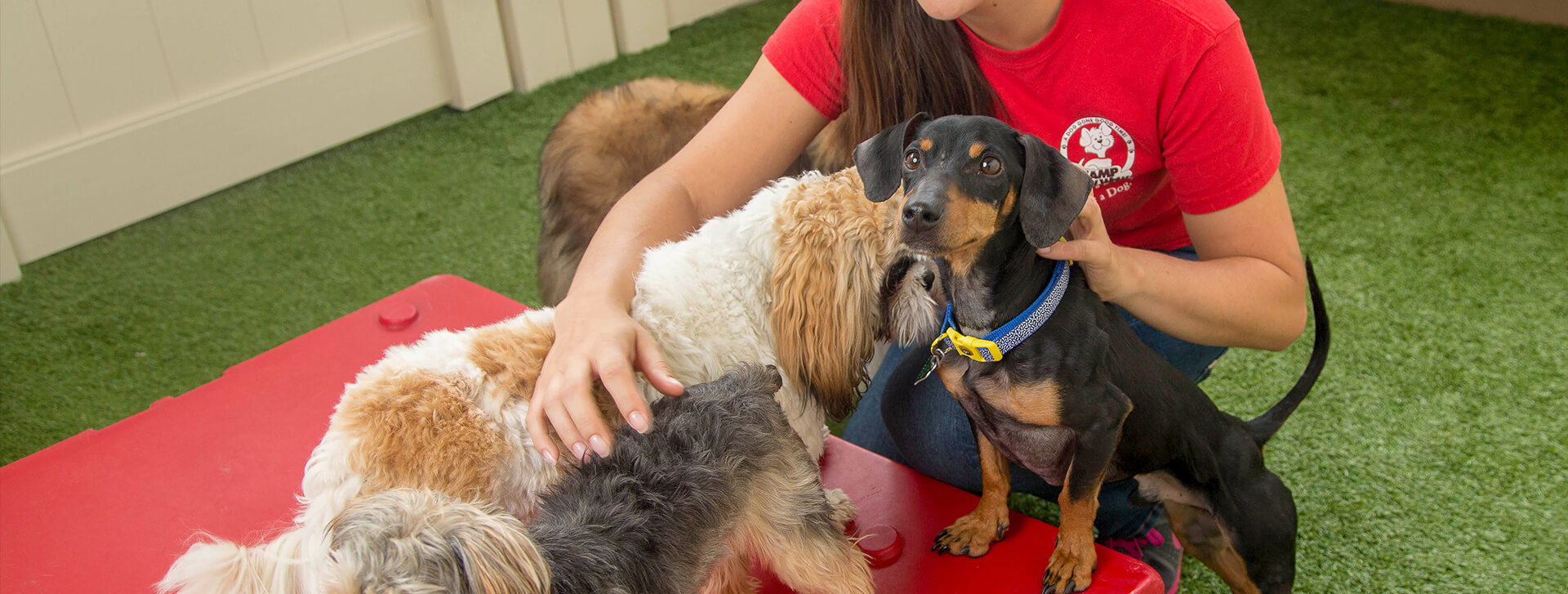 Pet Care Services in Bridgewater Bridgewater Dog Care Services