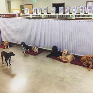 Camp Bow Wow Centennial