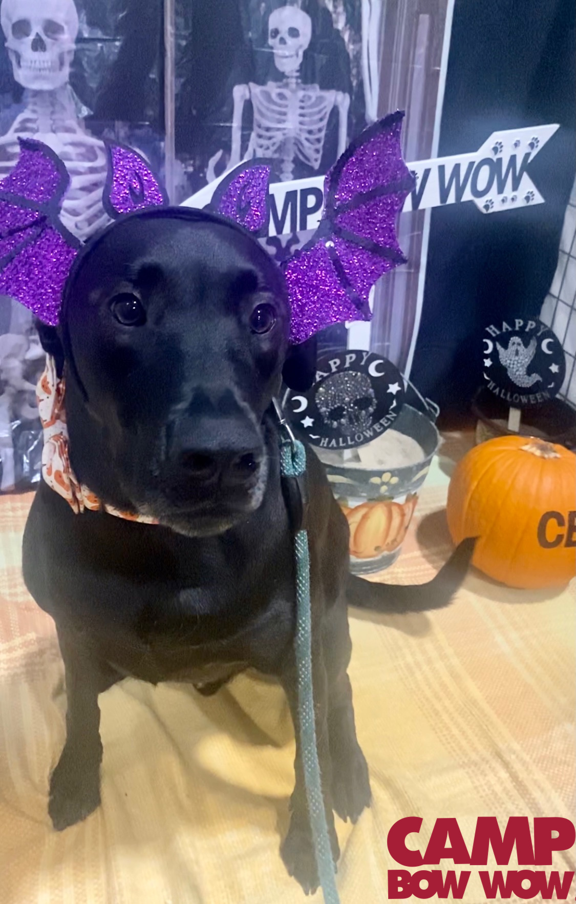 Camp Bow Wow Eatontown