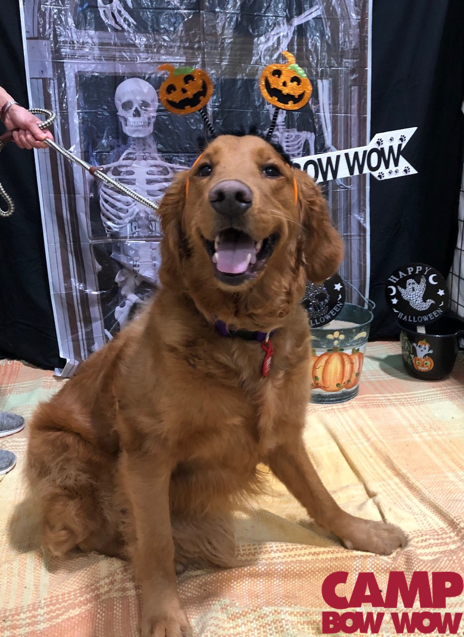 Camp Bow Wow Eatontown
