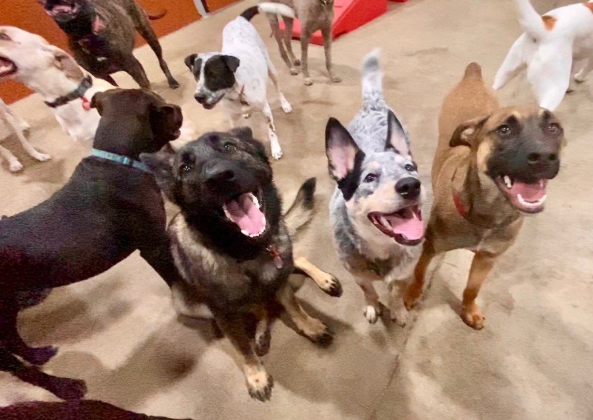 Camp Bow Wow Eatontown