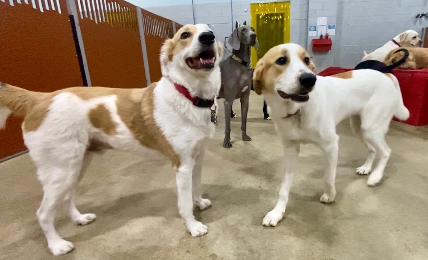 Camp Bow Wow Eatontown