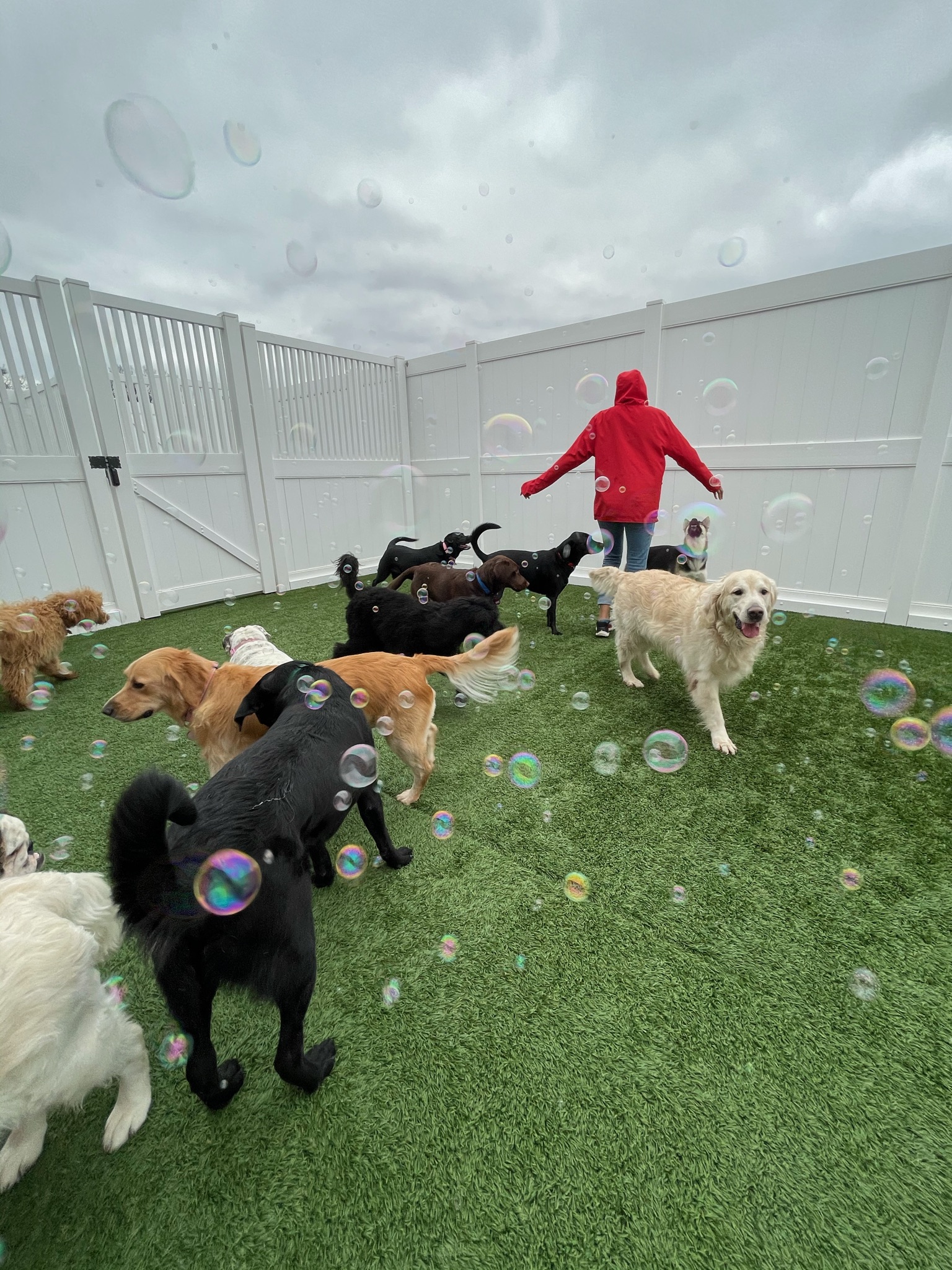 Photo Gallery Camp Bow Wow