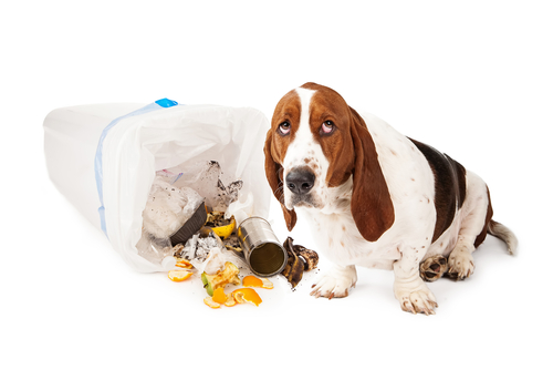 Basset Hound dog looking up with a guilty expression while sitting next to a tipped over garbage can. 
