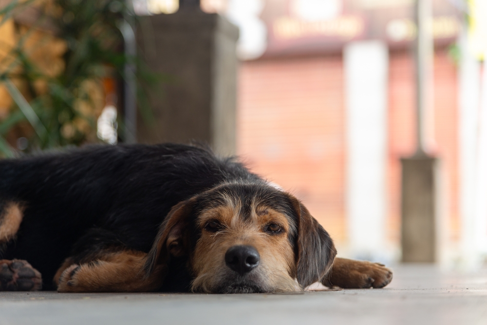 Black furry purebred dog lying on the floor.