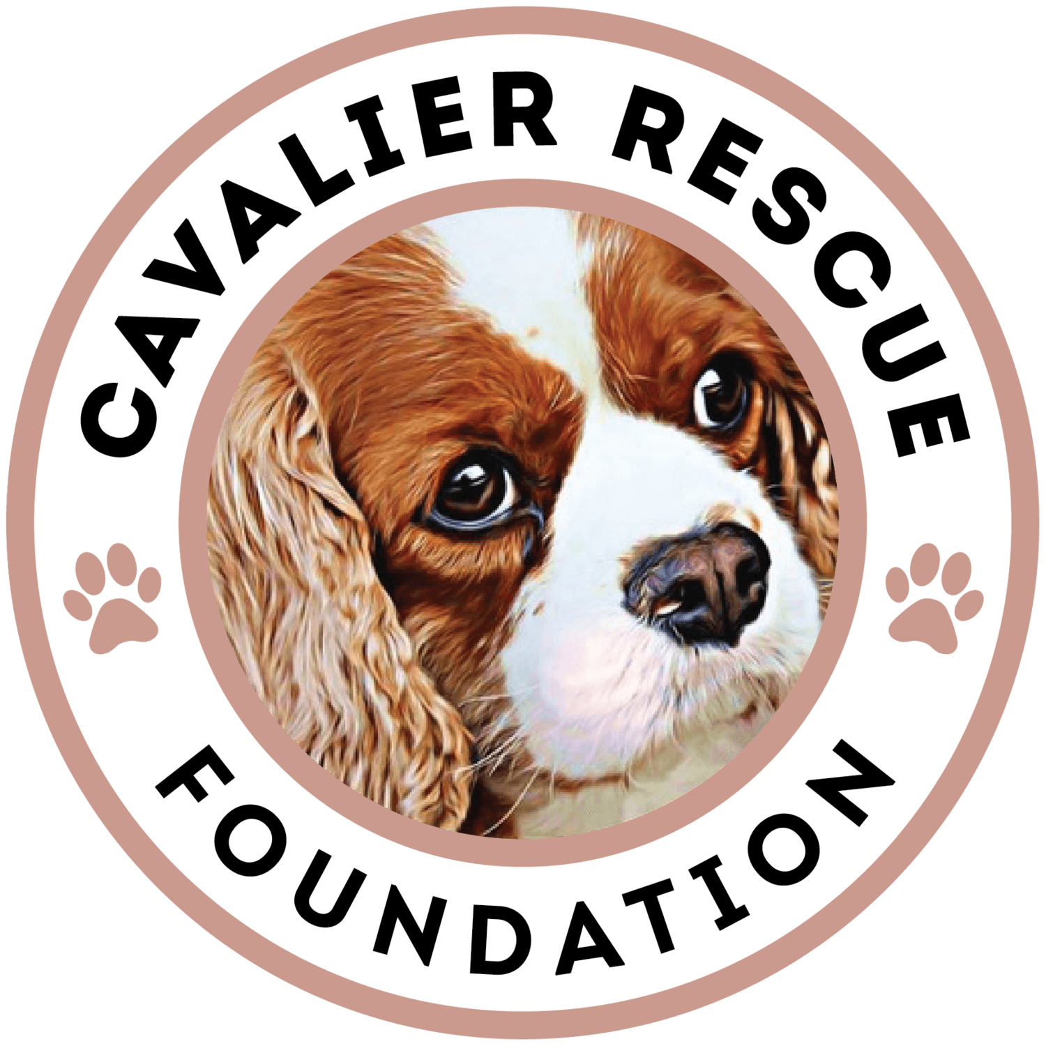 cavalier rescue foundation