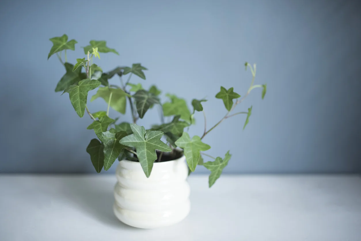 English Ivy