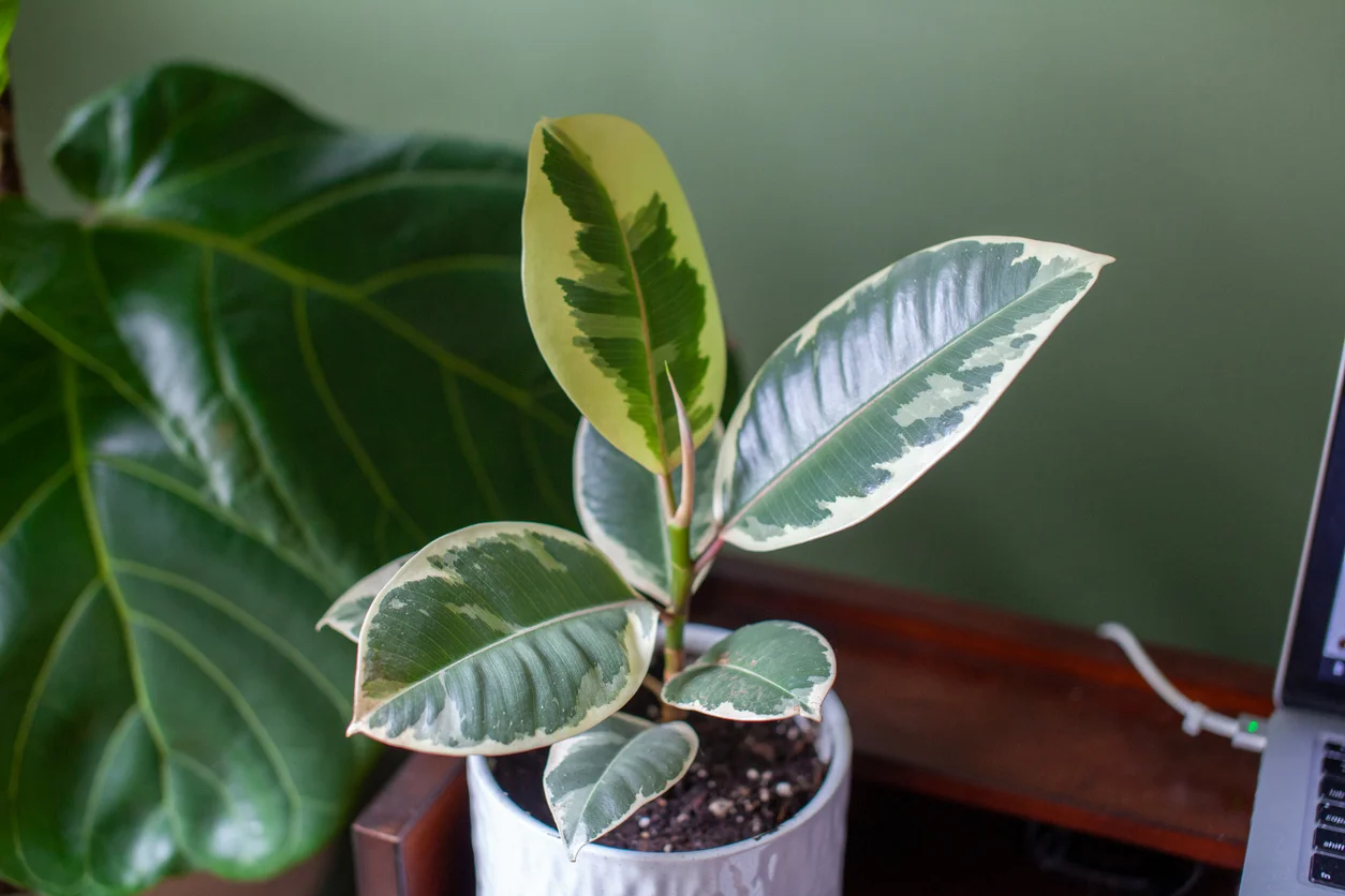 Rubber Plant