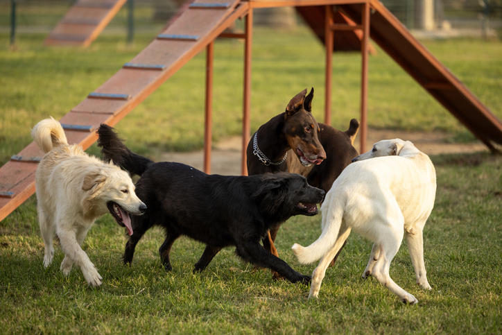 Dogs playing in a group at the park.