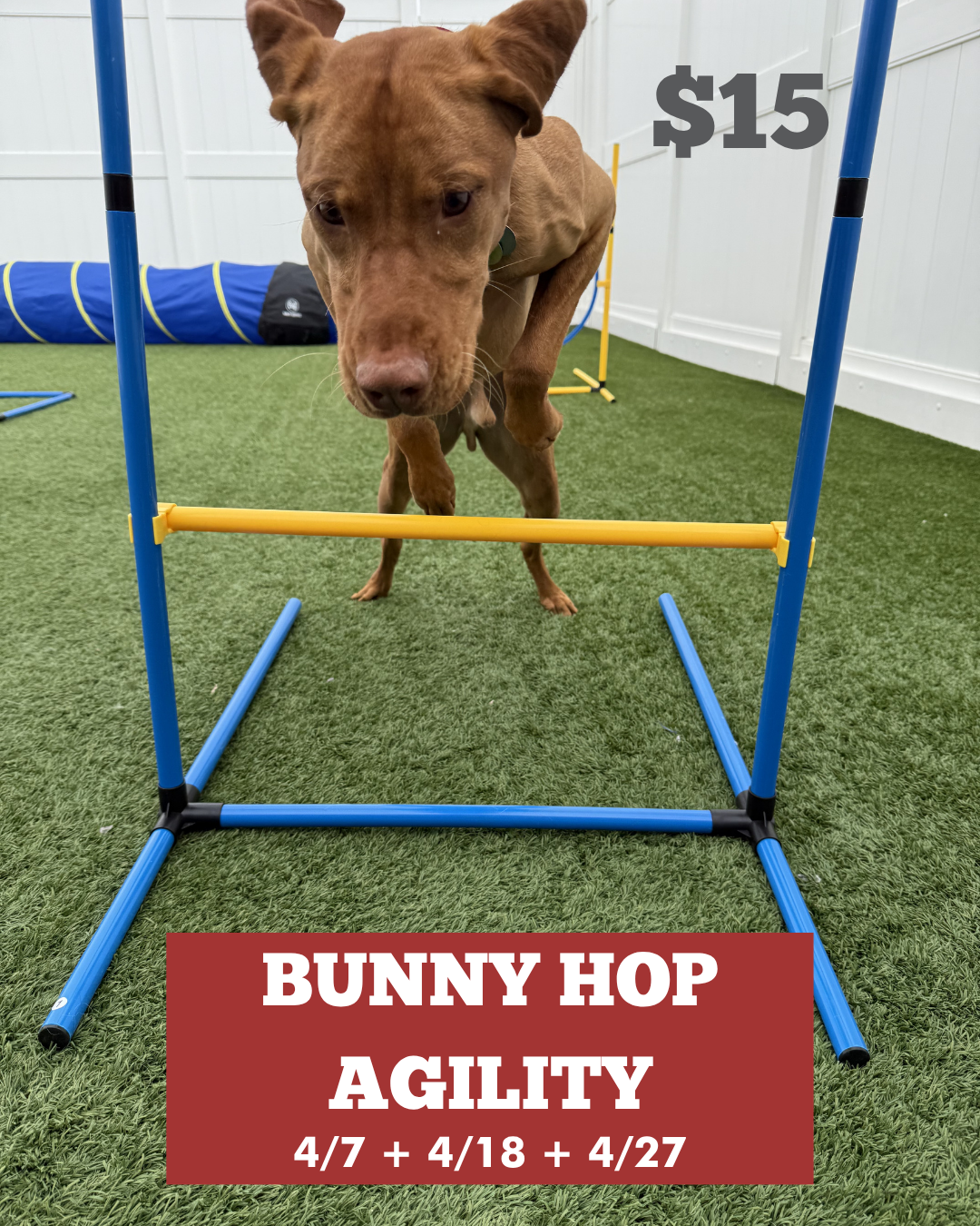 dog jumping over a hurtle