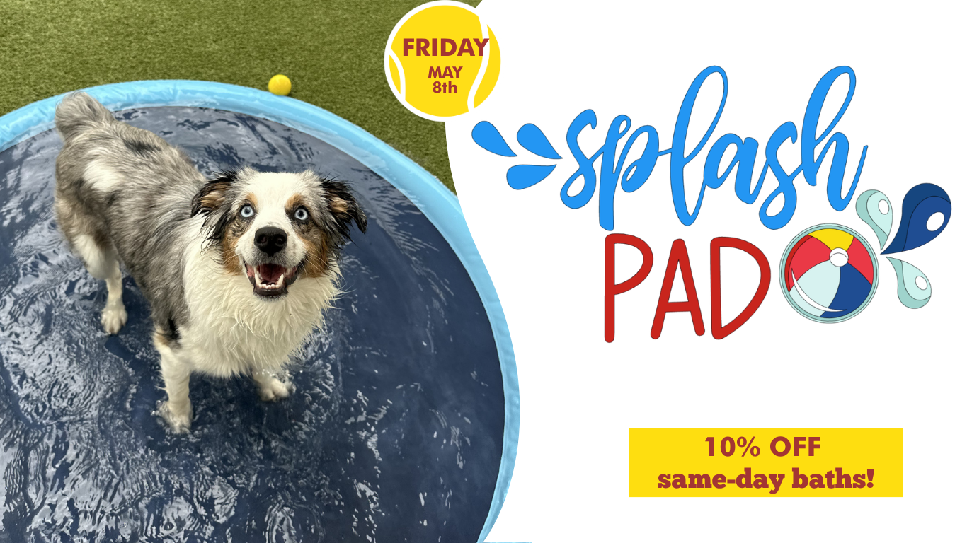 Australian Shepard at Camp
