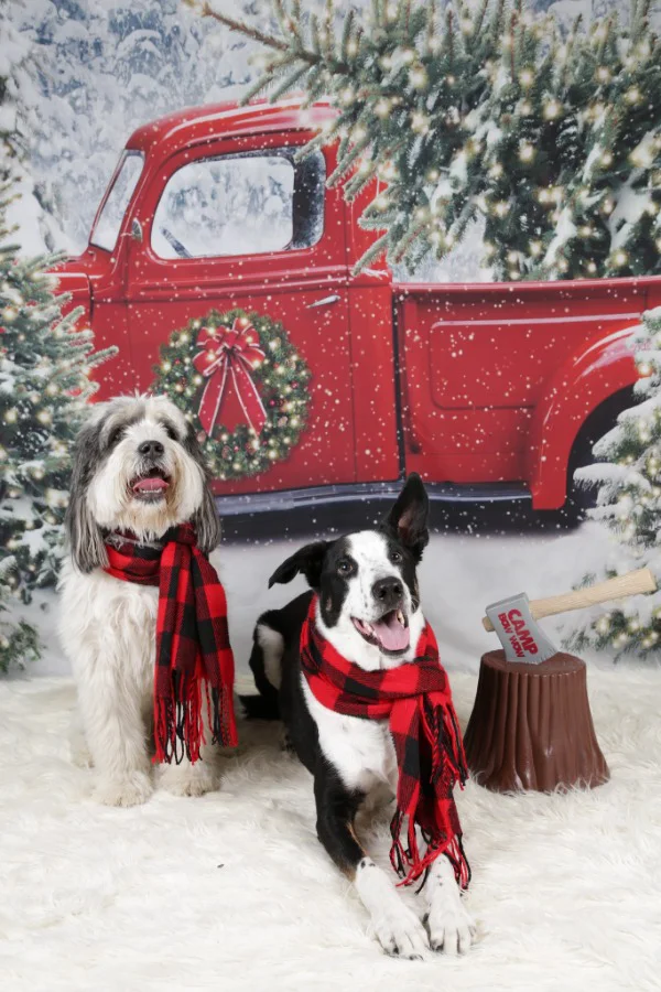 two dogs posing with holiday scarves on