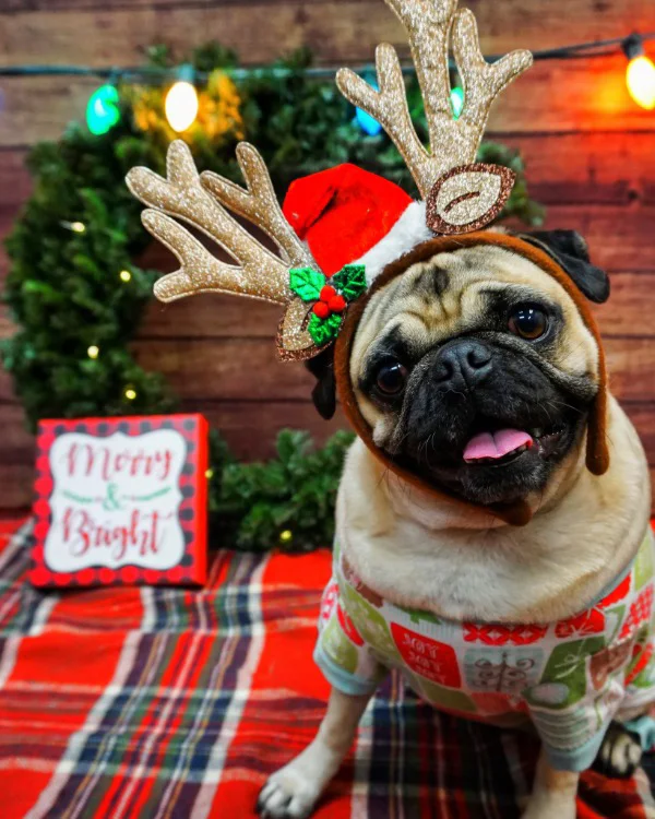 a pug with reindeer ears on
