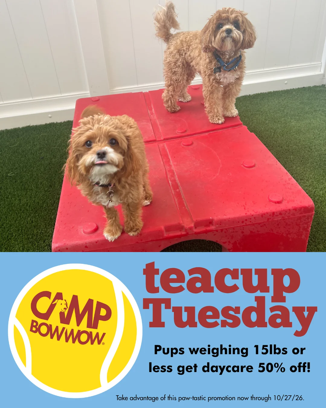 two dogs at camp