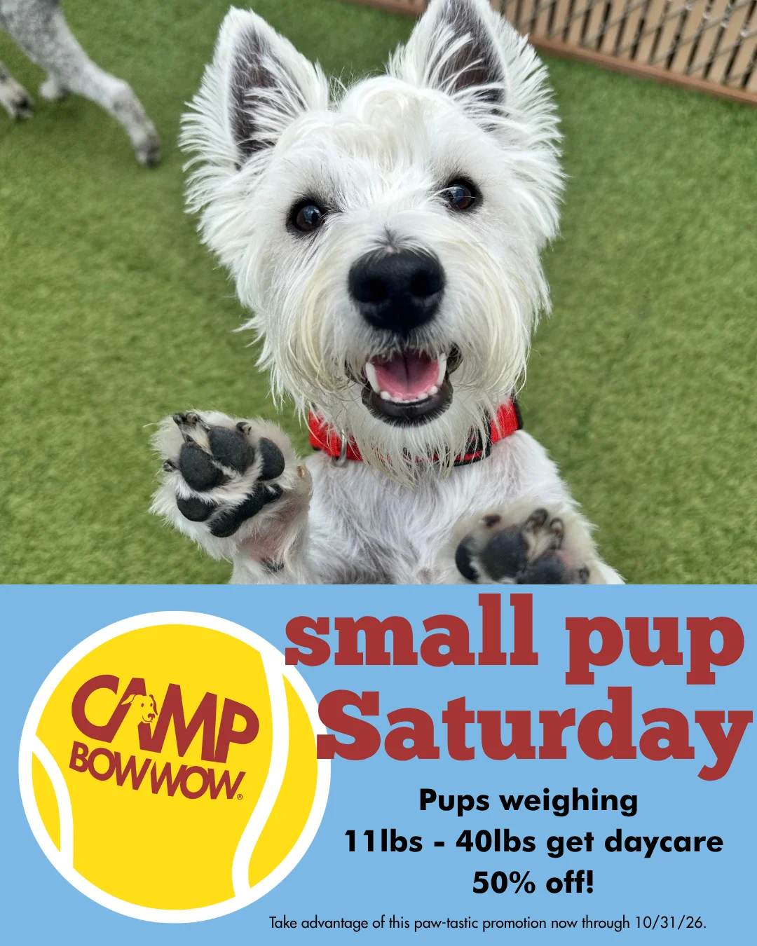 small pup saturday