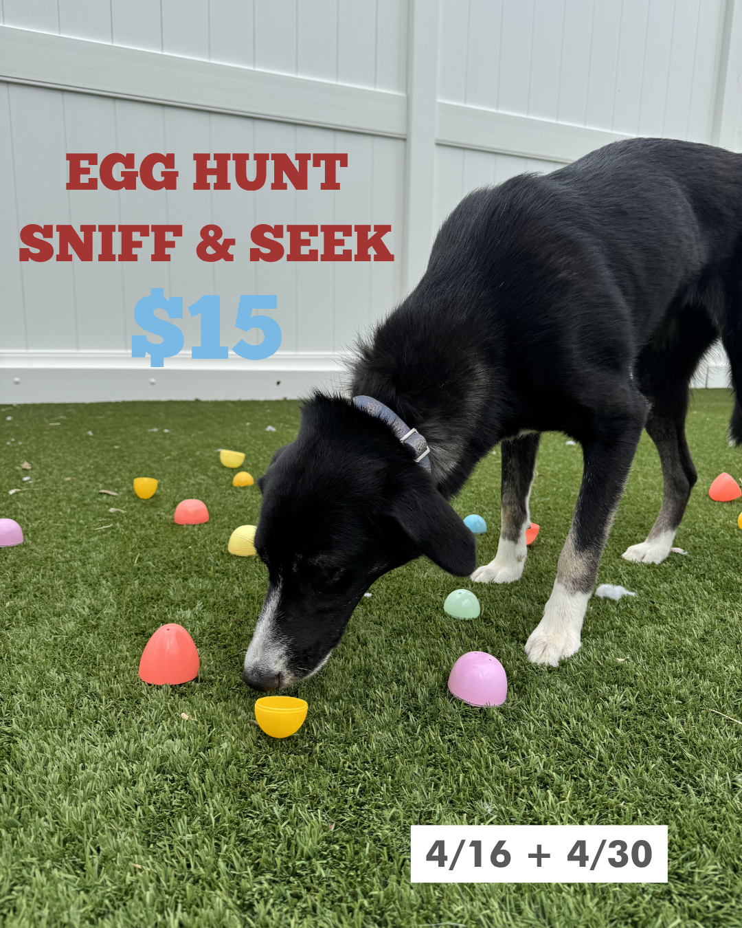 Egg Hunt Sniff and Seek