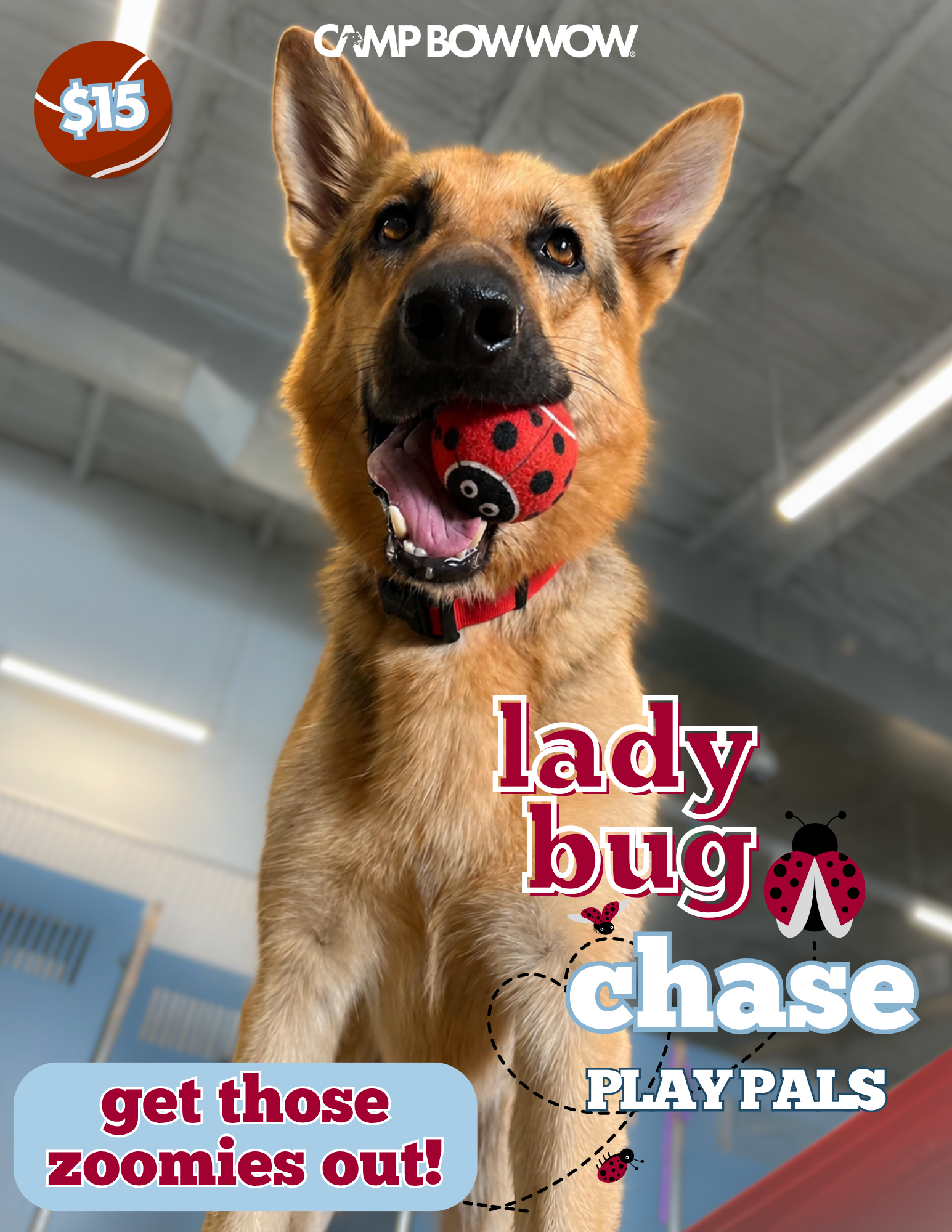 German Shepard dog with a lady bug ball in mouth