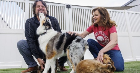 A group of dogs of various breeds playing safely in a large, supervised Camp Bow Wow indoor-outdoor play yard.
