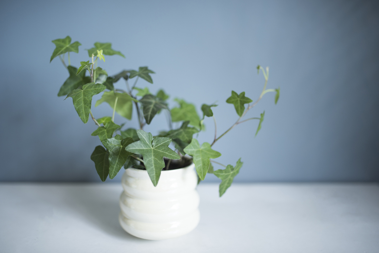 English Ivy