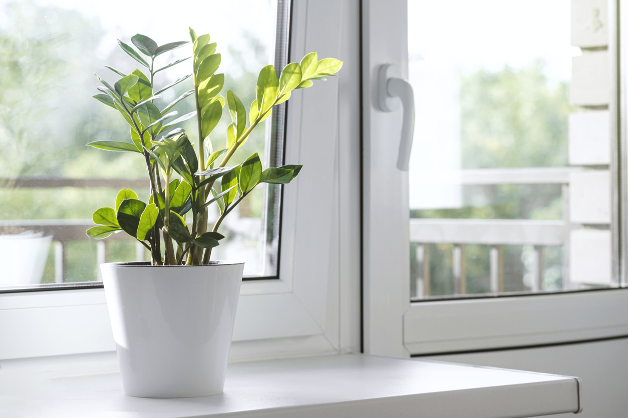 ZZ Plant