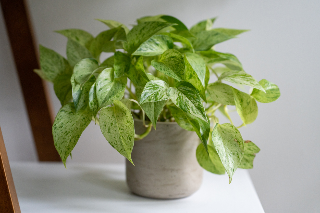 Pothos