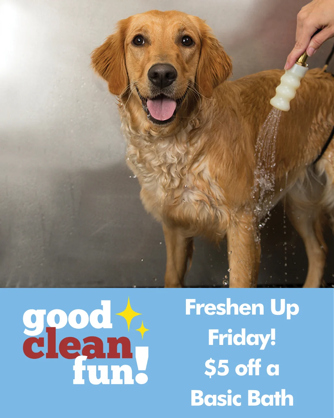 golden retriever getting a bath