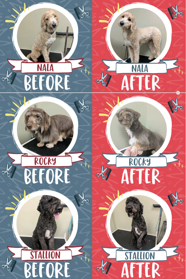 before and after photos