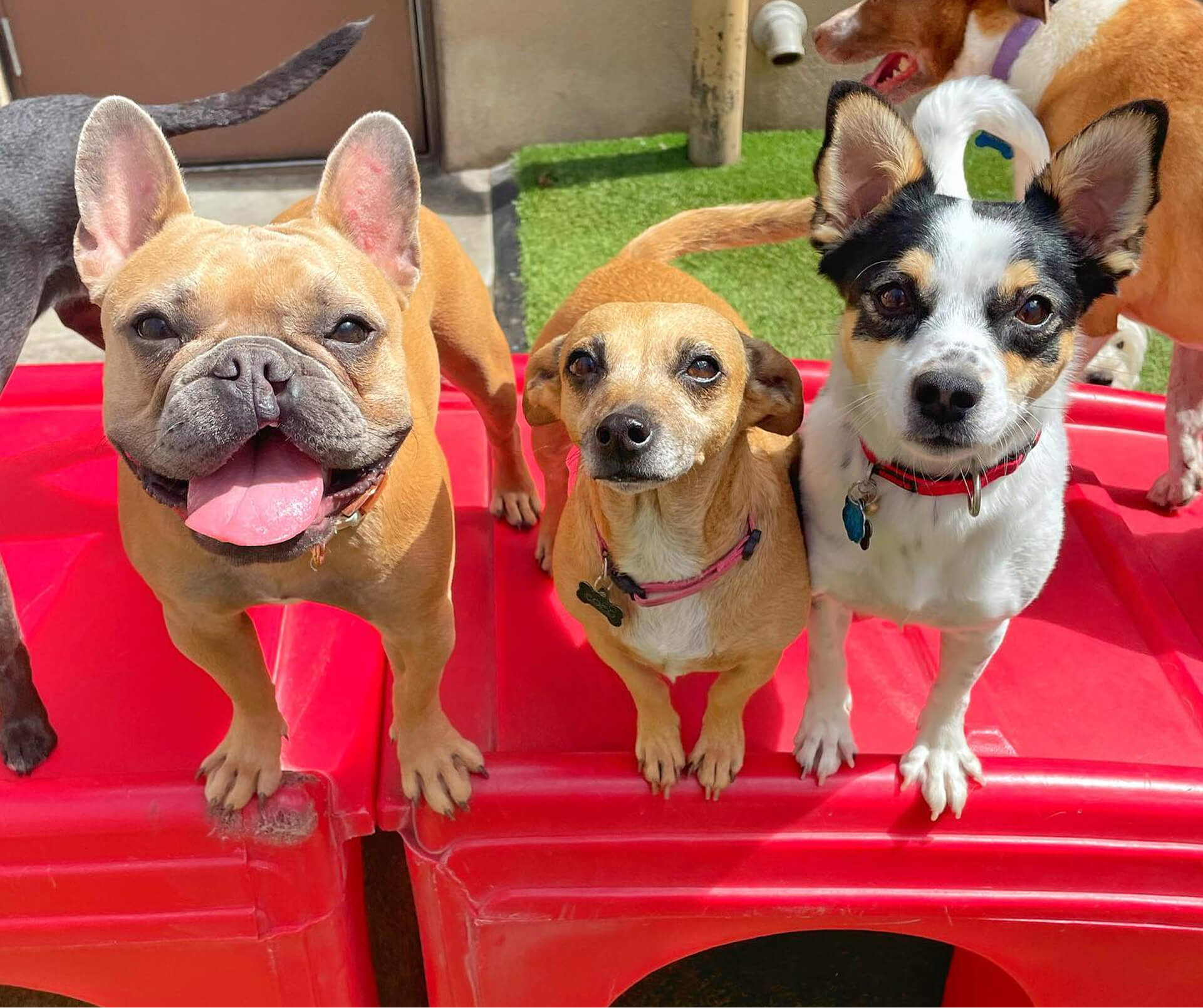 Camp Bow Wow Houston-Hobby